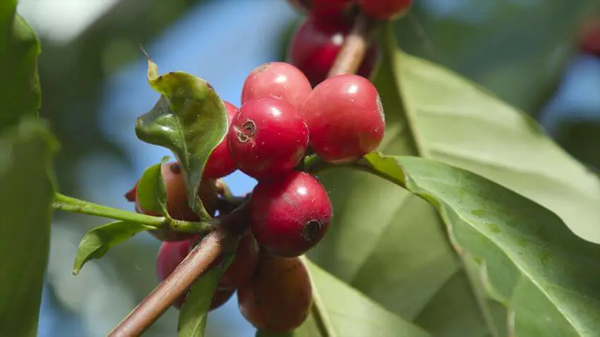 Arabica coffee - Coffea arabica | Plants | Kew