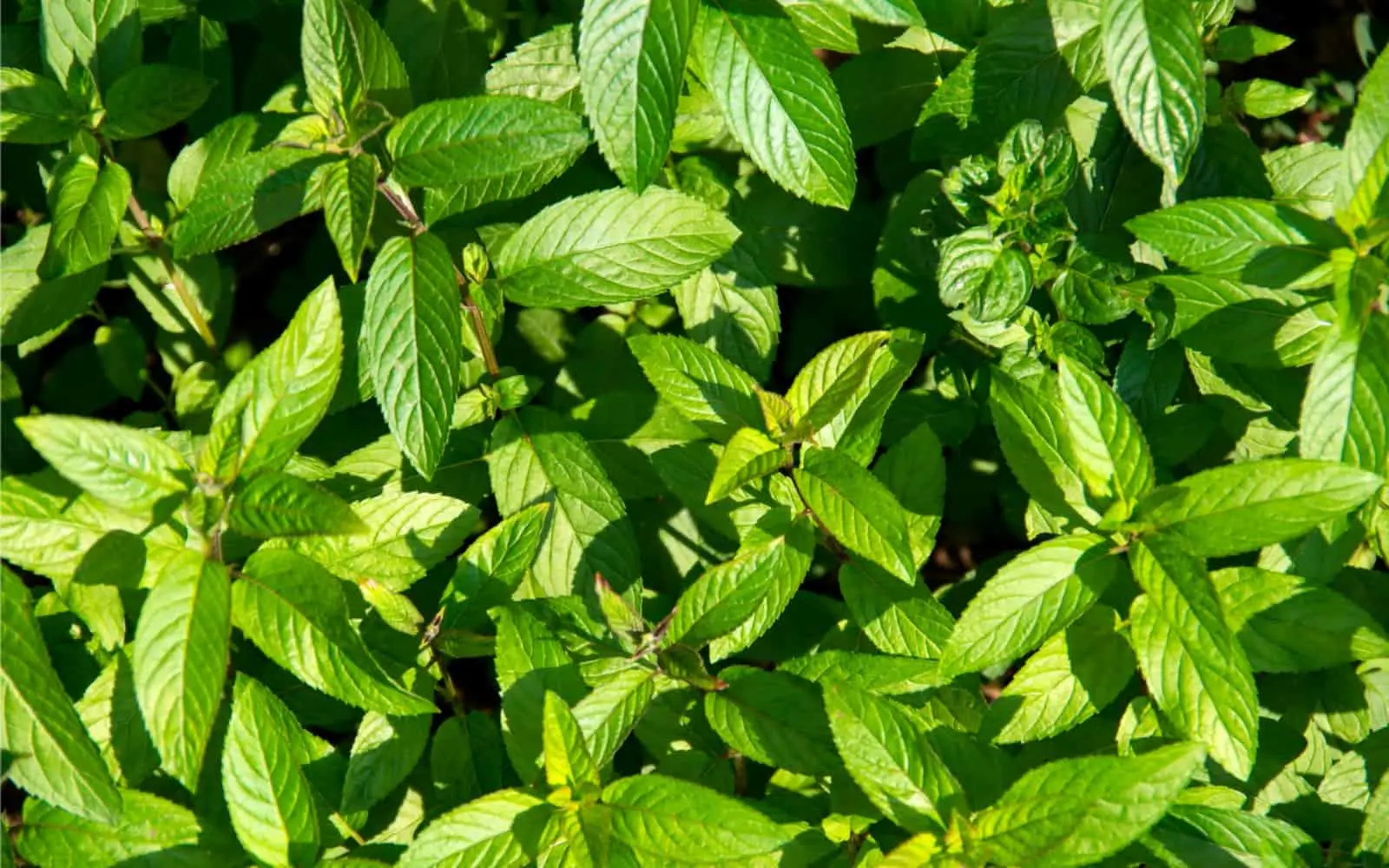 Best Mint For Mojitos | Blog - A Bar Above