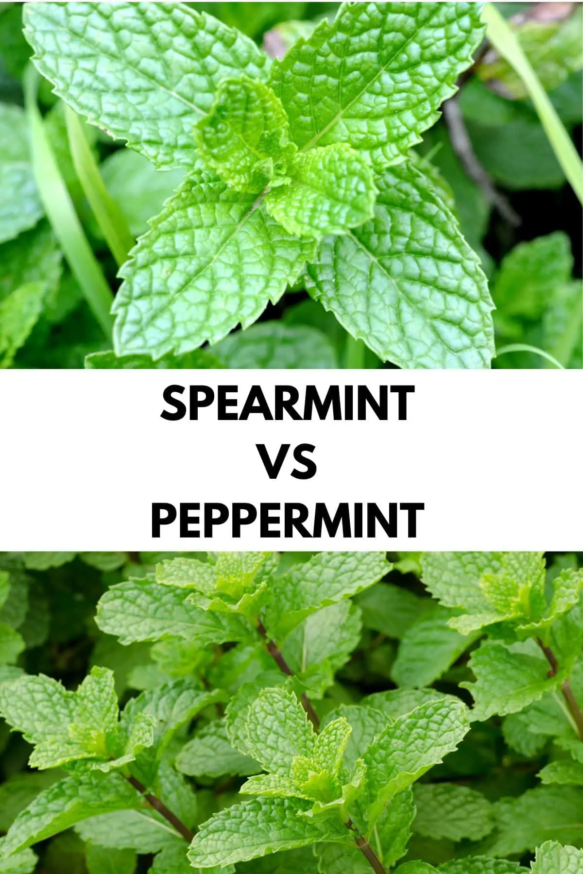 Spearmint Vs Peppermint: Differences and Health Benefits - Healthier Steps