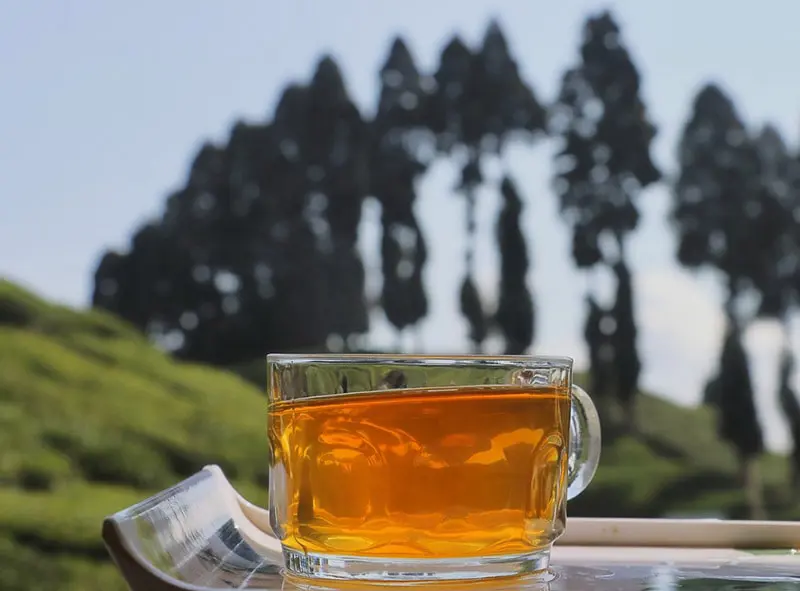 How Much Caffeine Is in Darjeeling? 2023 Breakdown | Coffee Affection