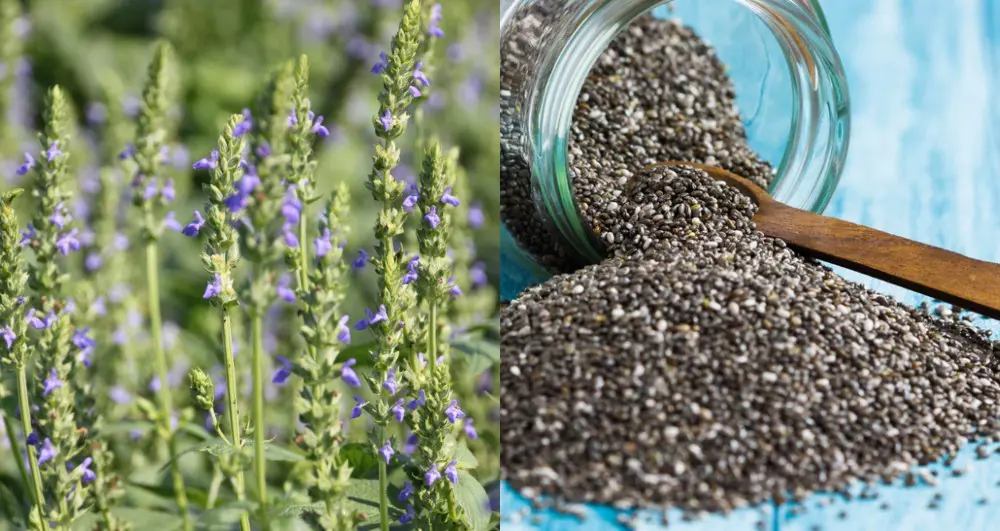 How To Grow Chia Seeds + 5 Uses For The Entire Plant