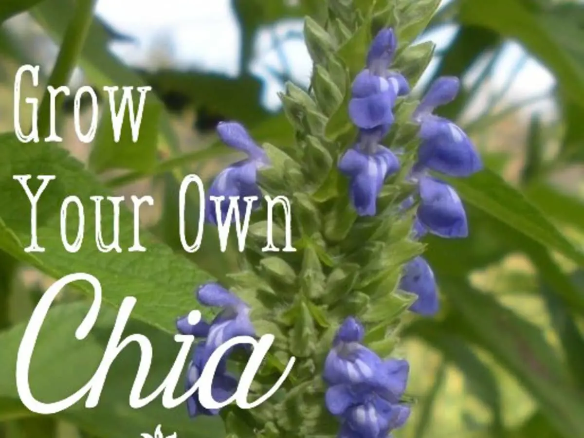 How I Grow and Harvest Organic Chia Seeds - Dengarden