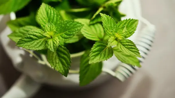 Can mint plants be used to make tea? - Quora