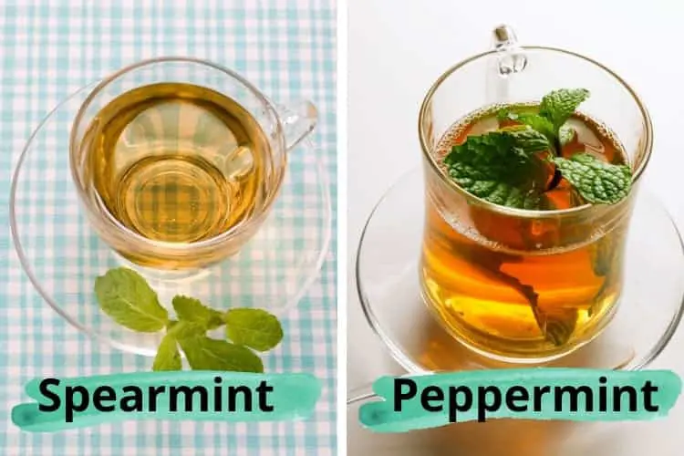 Peppermint Tea vs Spearmint Tea for Acne: Which Is Better?