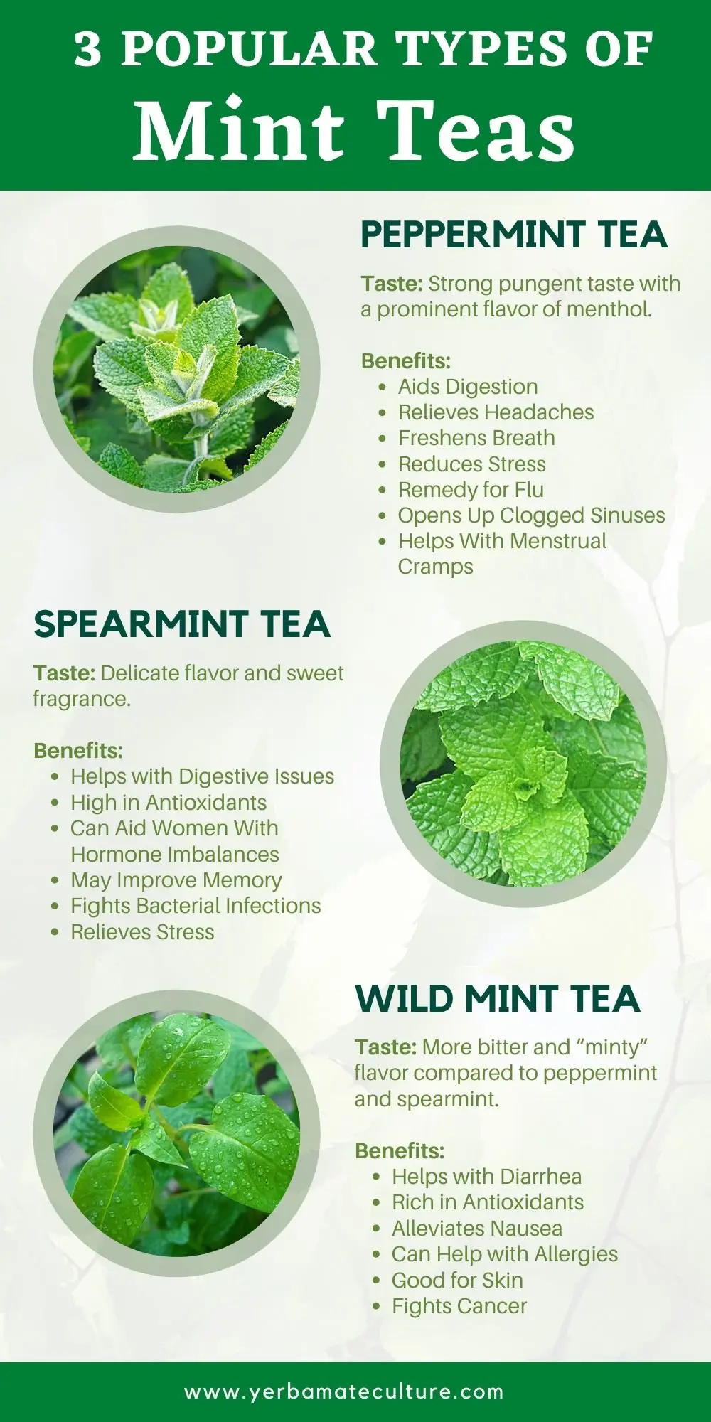 Does Peppermint Tea Have Caffeine? Read and Find Out!