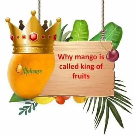 Why Mango is Called as King of Fruits – AlphonsoMango.in