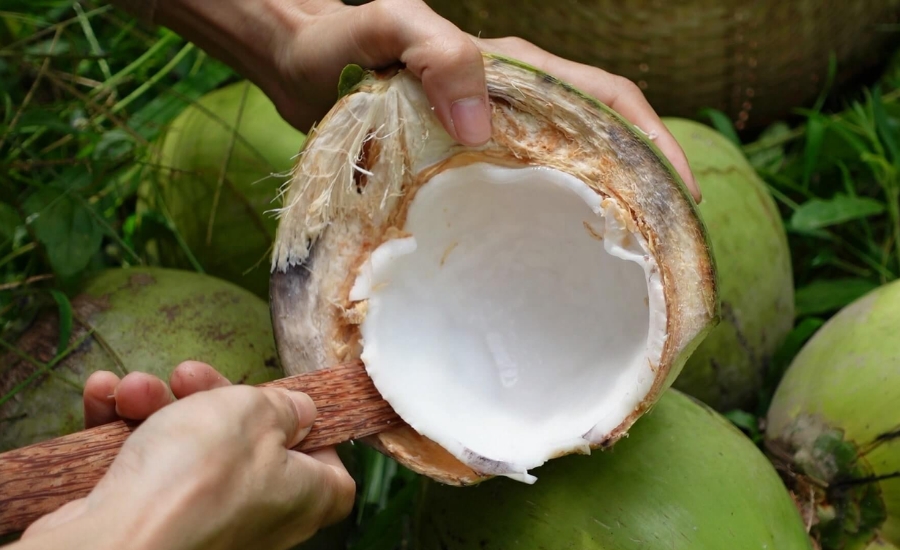 नारियल पानी के साथ मलाई खाने वाले जान लीजिए मलाई से जुड़ी यह अहम बातें... Coconut Water Malai Those who eat cream with coconut water, know these things related to cream... Health 