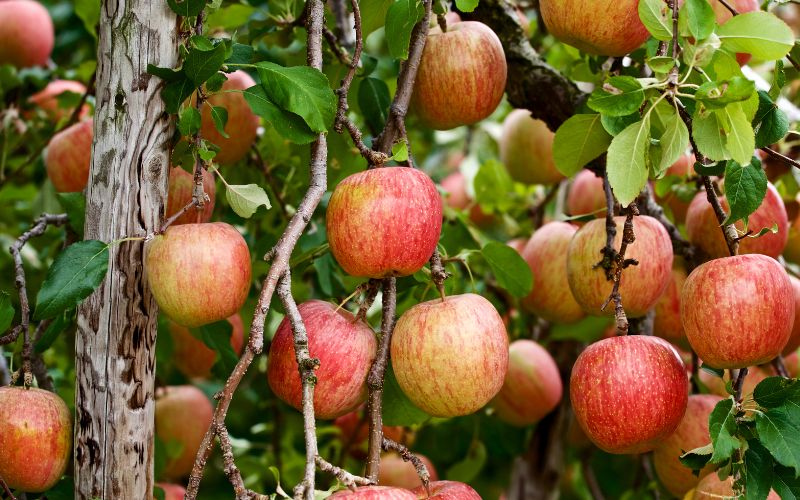 Ten secrets of Fuji apples