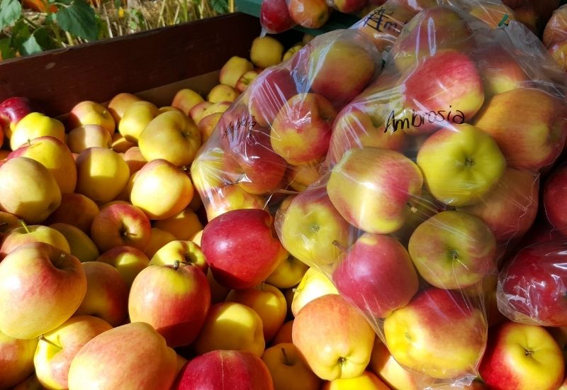 Are Ambrosia Apples A Good Eating Apple