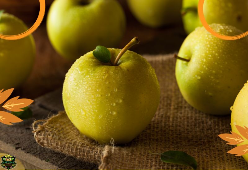 Description And Taste Of Golden Delicious Apple