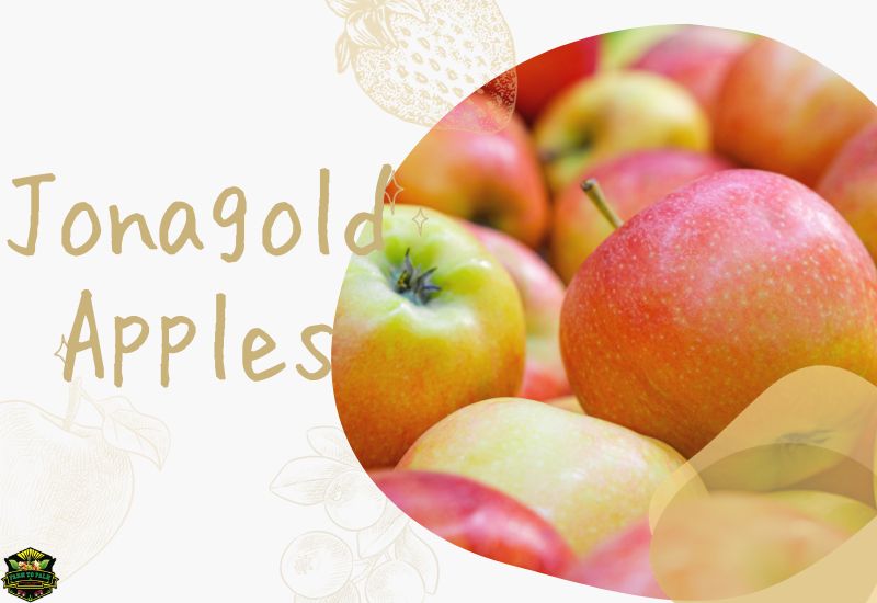 Discover The Delightful Jonagold Apples