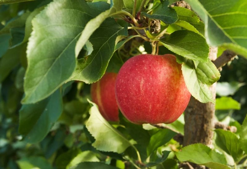 Do Ambrosia Apples Ripen After Picking