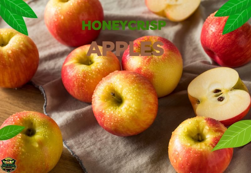 Everything You Need To Know About Honeycrisp Apples Origins, Nutrition, Health Benefits, And More