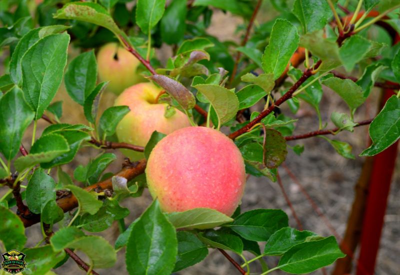 Origin Of Pink Lady Apples