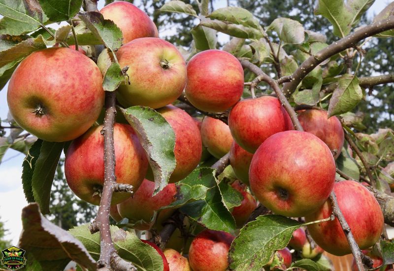 Origins And History Jonagold Apples