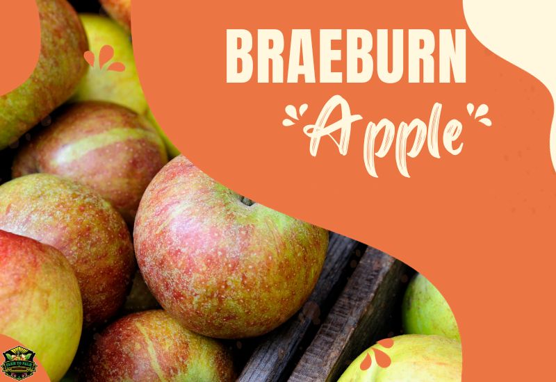 The Fascinating Story Of Braeburn Apples