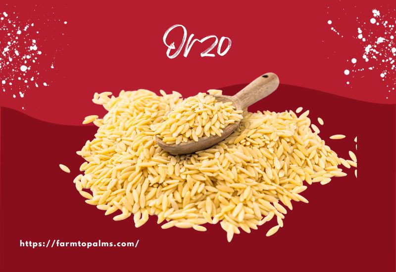 The Most Popular Types Of Pasta Orzo