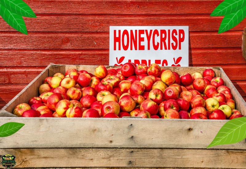 What Are Honeycrisp Apples