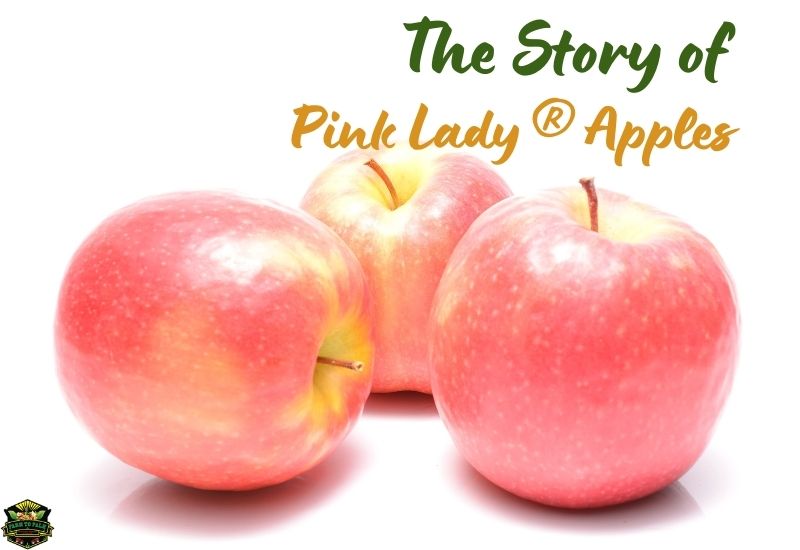 What Are Pink Lady Apples