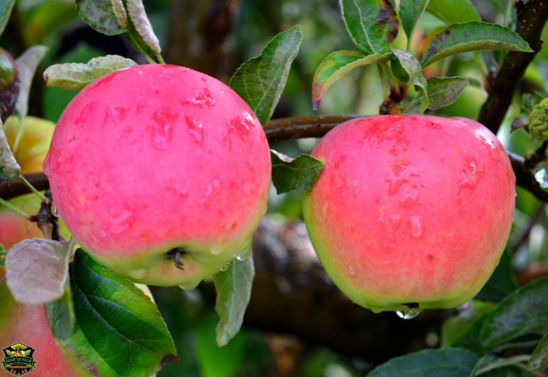 What Do Pink Lady Apples Look Like