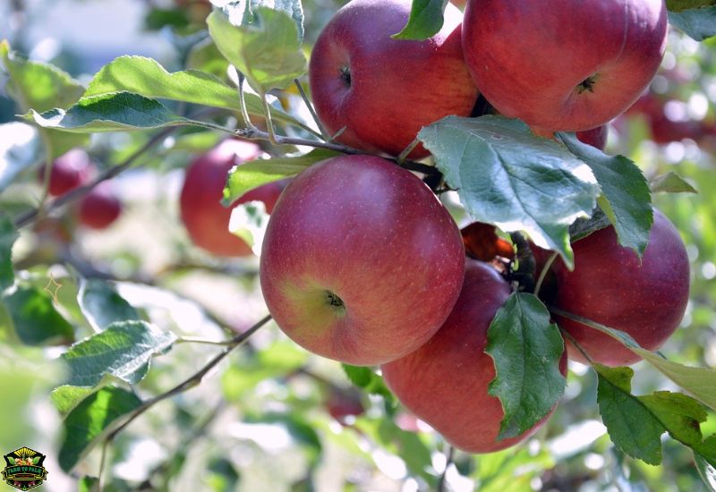 When Are Jonagold Apples Ready To Pick