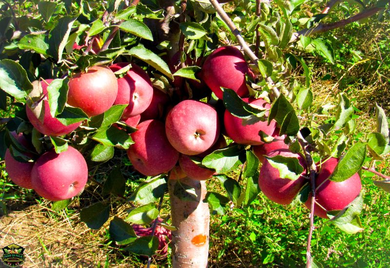 When Are Pink Lady Apples In Season