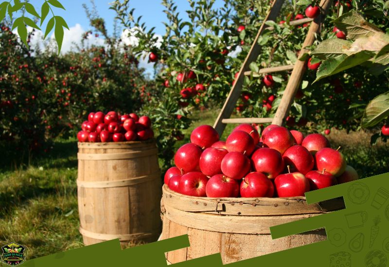 When Are Red Delicious Apples In Season