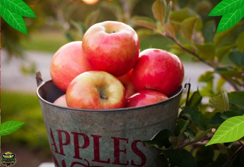 Where Are Honeycrisp Apples Grown