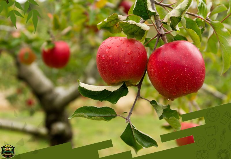 Where Are Red Delicious Apples Grown