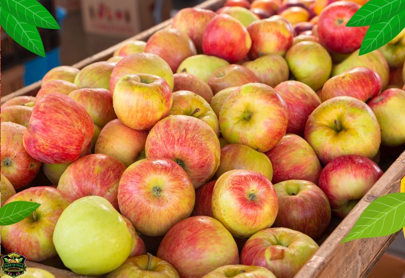 Why Honeycrisp Apples So Expensive