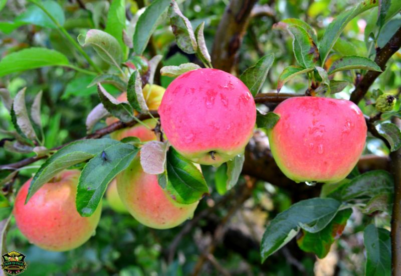 Why are Pink Lady apples more expensive? - Quora