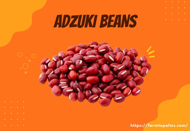Types Of Beans Adzuki Beans