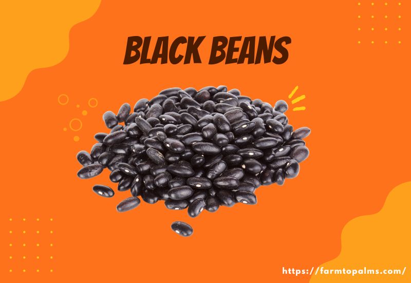 Types Of Beans Black Beans