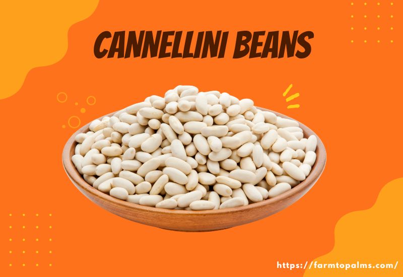 Types Of Beans Cannellini Beans
