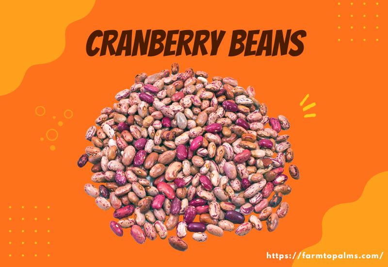 Types Of Beans Cranberry Beans