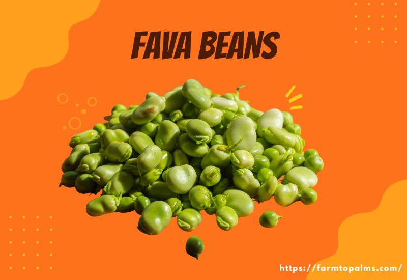 Types Of Beans Fava Beans 2