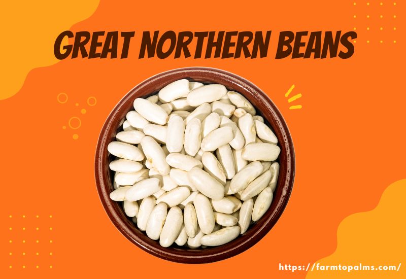 Types Of Beans Great Northern Beans
