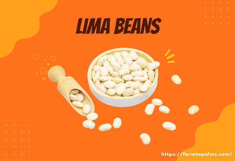 Types Of Beans Lima Beans 2