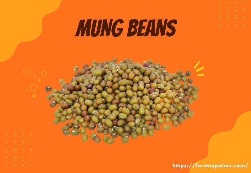 Types Of Beans Mung Beans