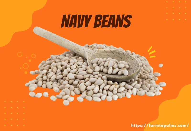 Types Of Beans Navy Beans
