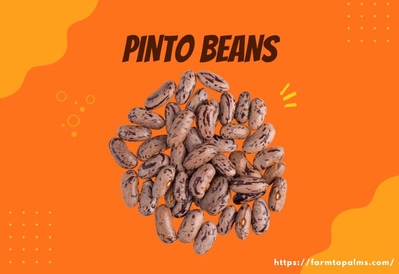 Types Of Beans Pinto Beans