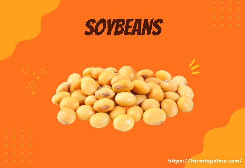 Types Of Beans Soybeans