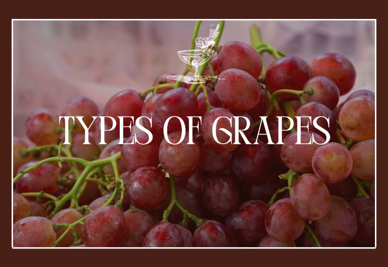 Types Of Grapes 1