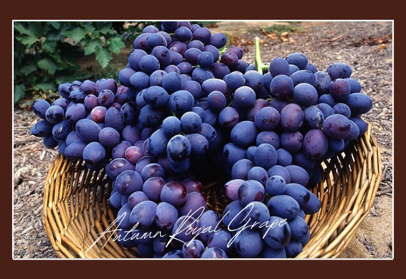 Types Of Grapes Autumn Royal Grape