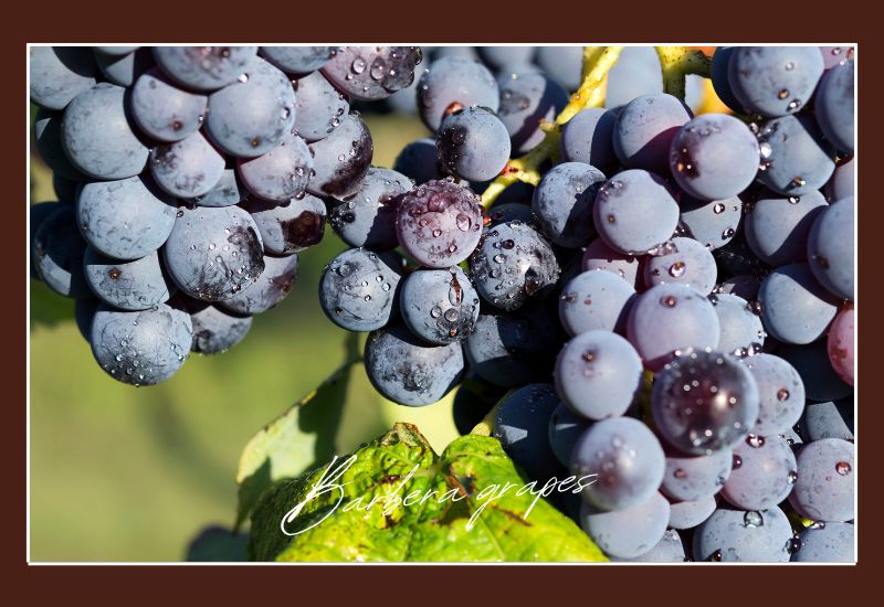 Types Of Grapes Barbera Grapes