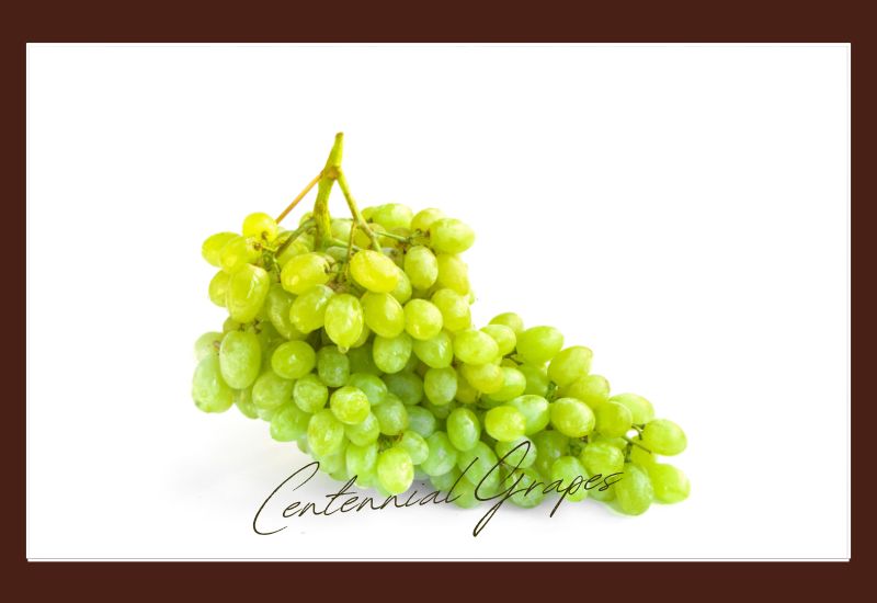 Types Of Grapes Centennial Grapes
