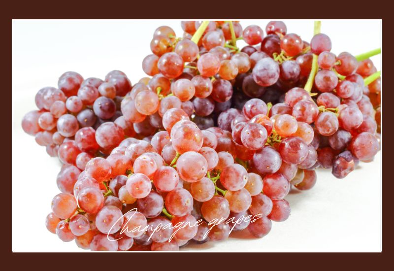 Types Of Grapes Champagne Grapes
