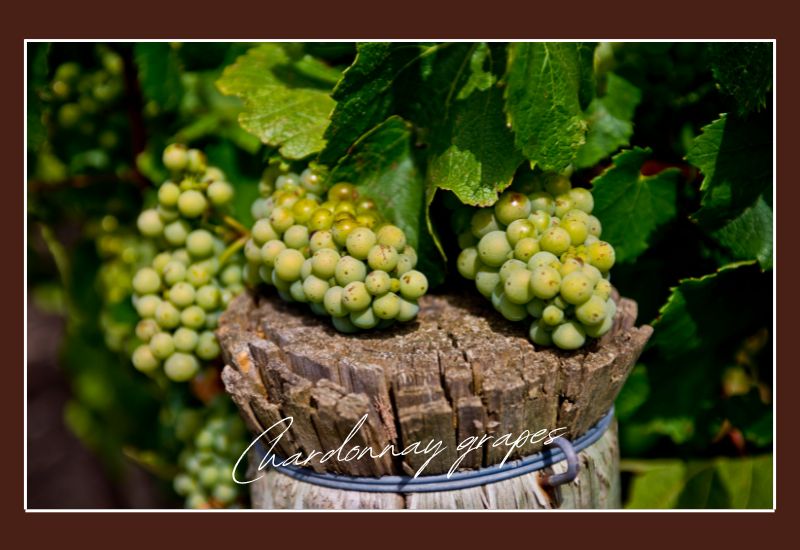 Types Of Grapes Chardonnay Grapes