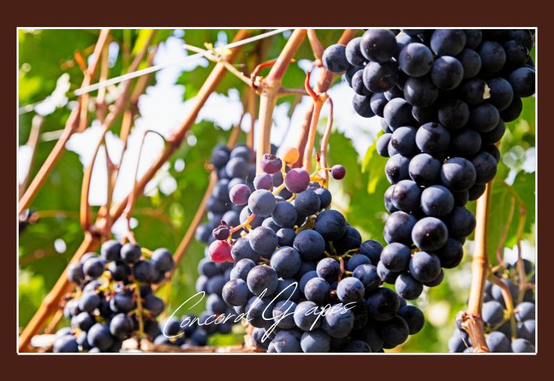 Types Of Grapes Concord Grapes