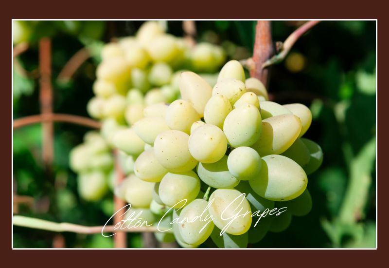 Types Of Grapes Cotton Candy Grapes